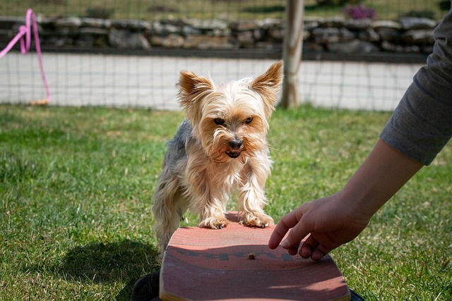 arcs canins éducation canine à angouleme