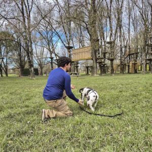 éducation canine