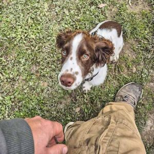 garderie canine