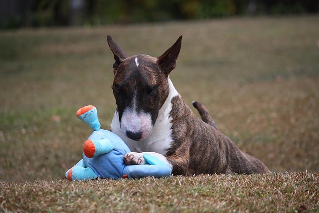 accessoires chien angouleme