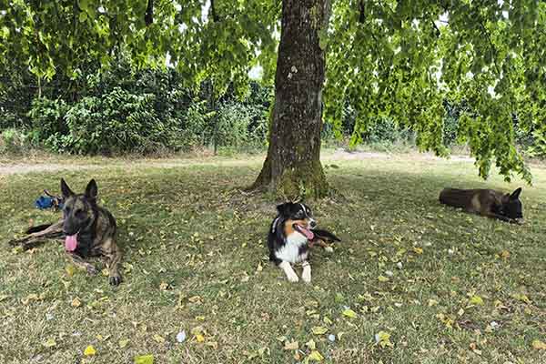 Arcs canins à Angoulême